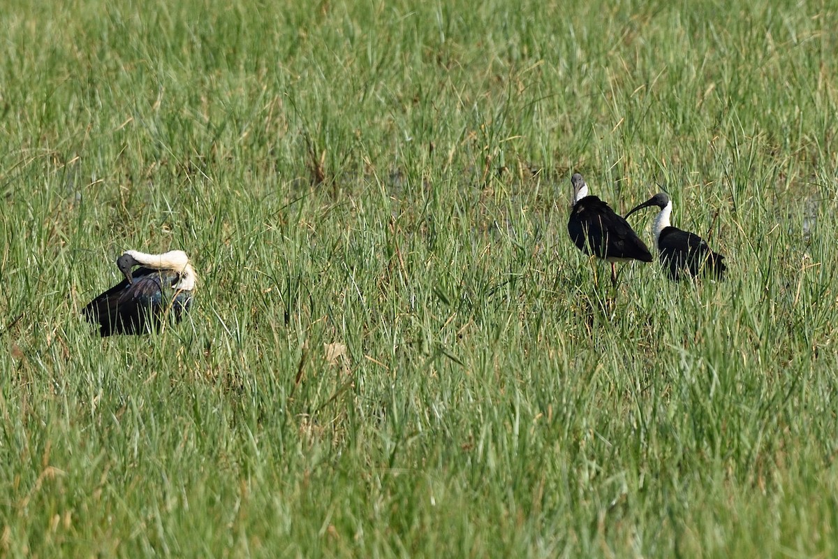 Straw-necked Ibis - ML642075946