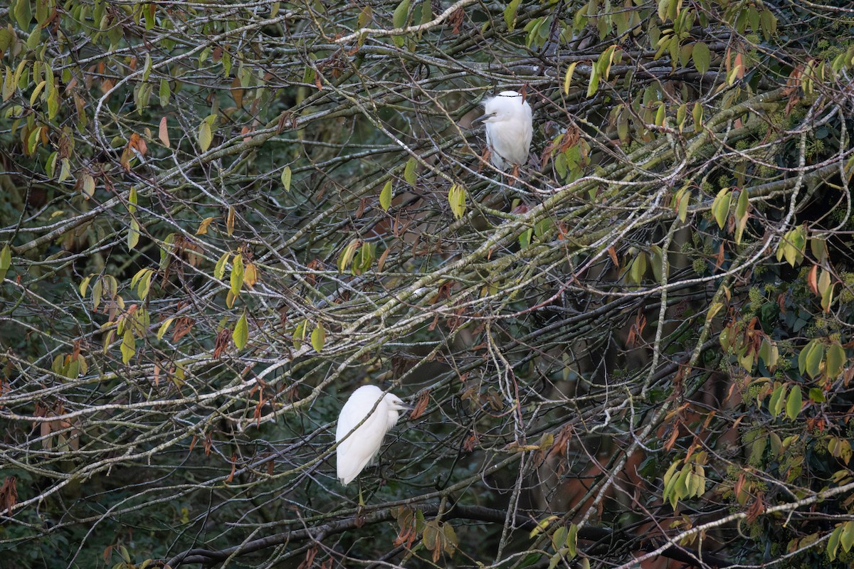 ニシアマサギ - ML642075987