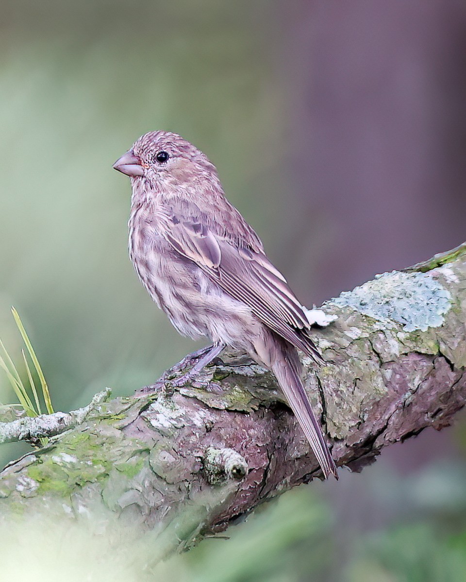 House Finch - ML642076006