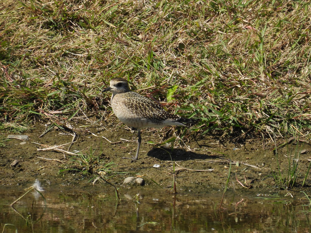 American Golden-Plover - ML642076015