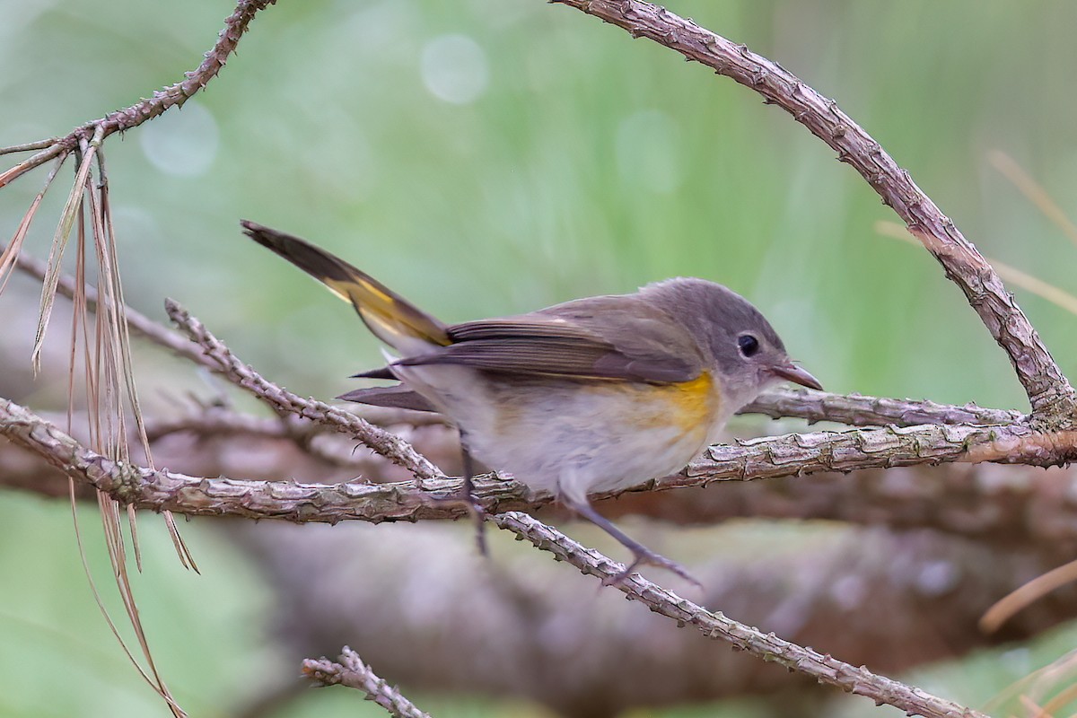 American Redstart - ML642076016