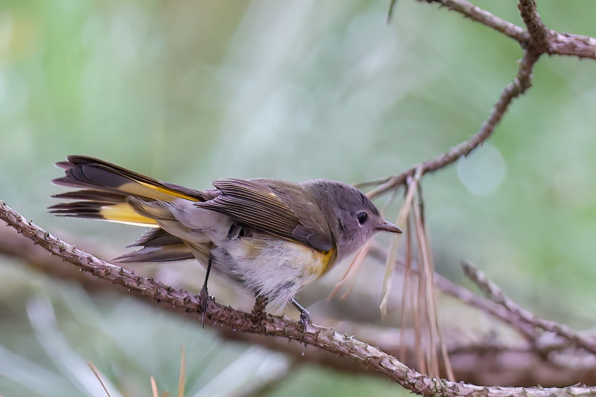 American Redstart - ML642076017