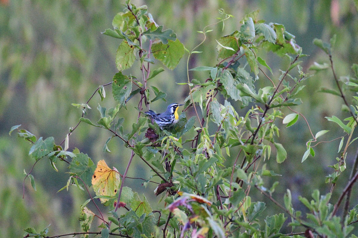 Yellow-throated Warbler - ML642076019