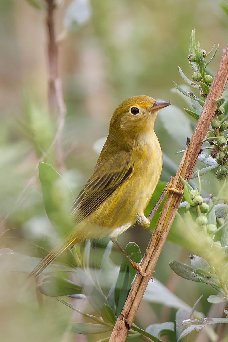 Yellow Warbler - ML642076022
