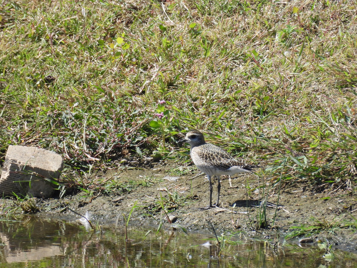 American Golden-Plover - ML642076024