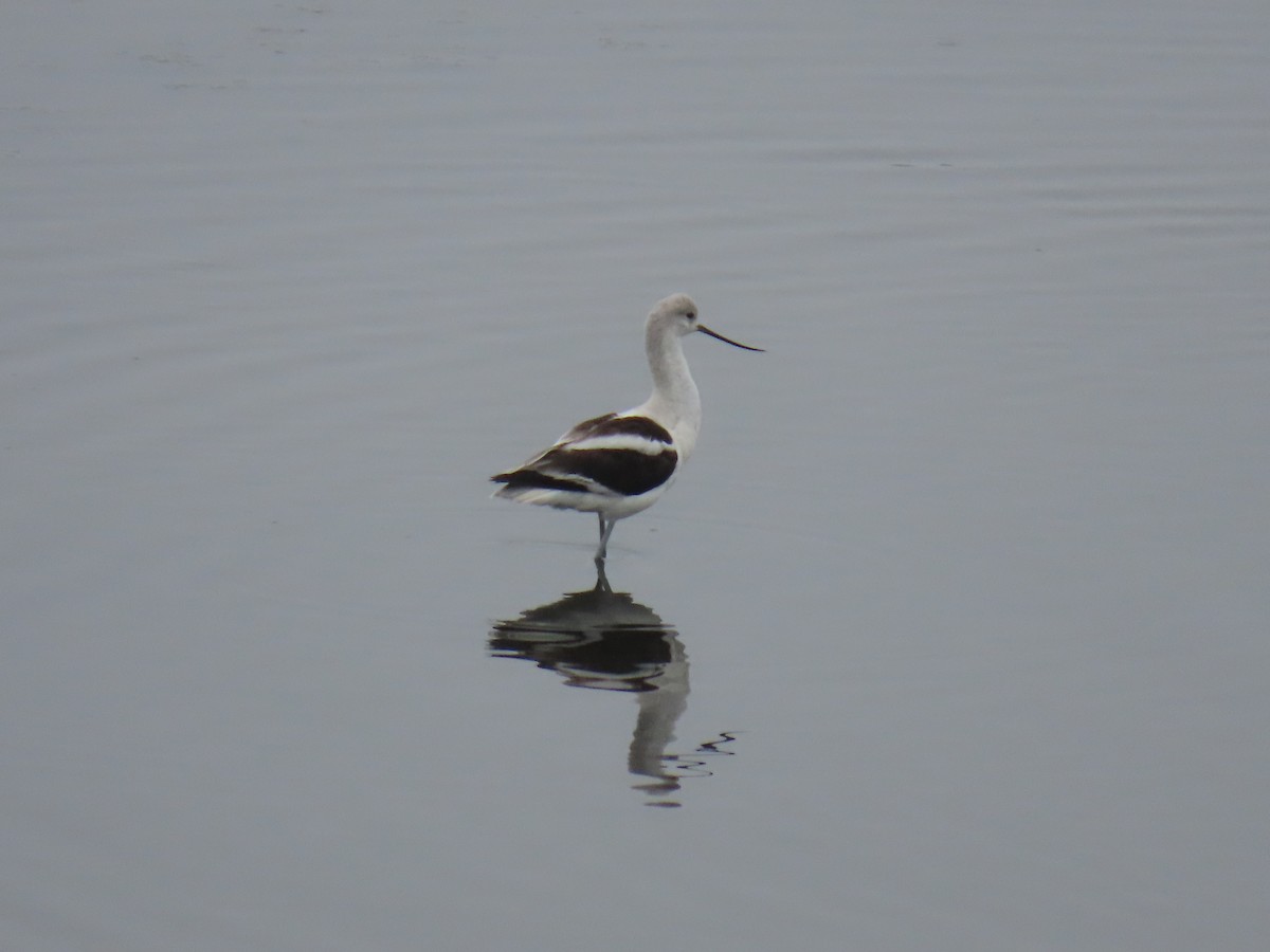 American Avocet - ML642076029