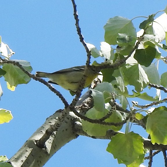 Northern Parula - ML642076039