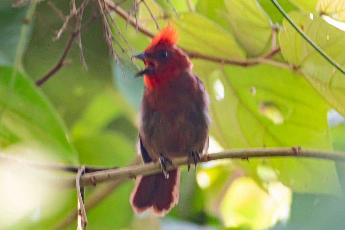 Crested Ant-Tanager - ML642076041