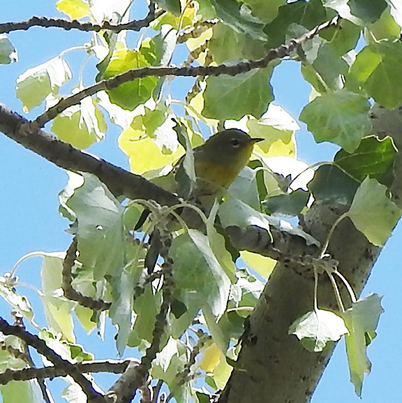 Northern Parula - ML642076047