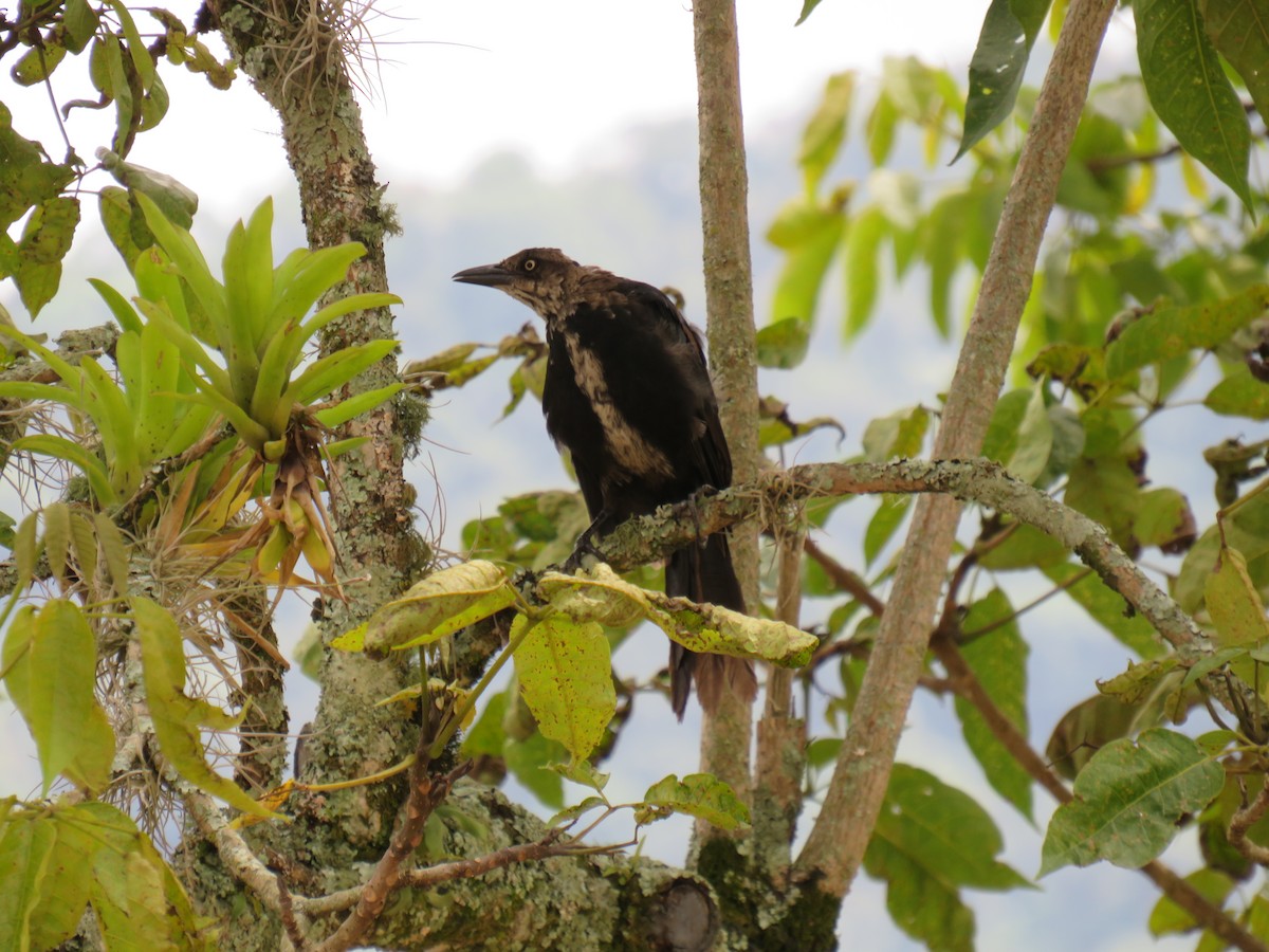 Yellow-headed Caracara - ML642076048