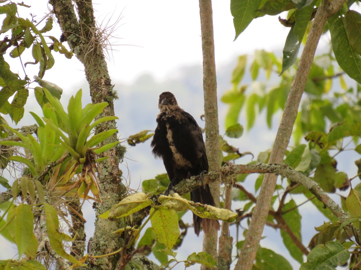 Yellow-headed Caracara - ML642076049