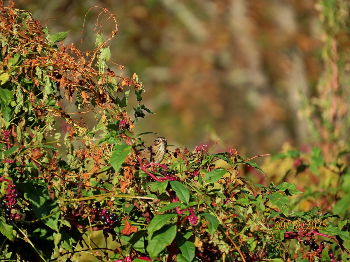 Lincoln's Sparrow - ML642076050