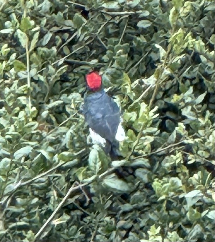 Acorn Woodpecker (Acorn) - ML642076051