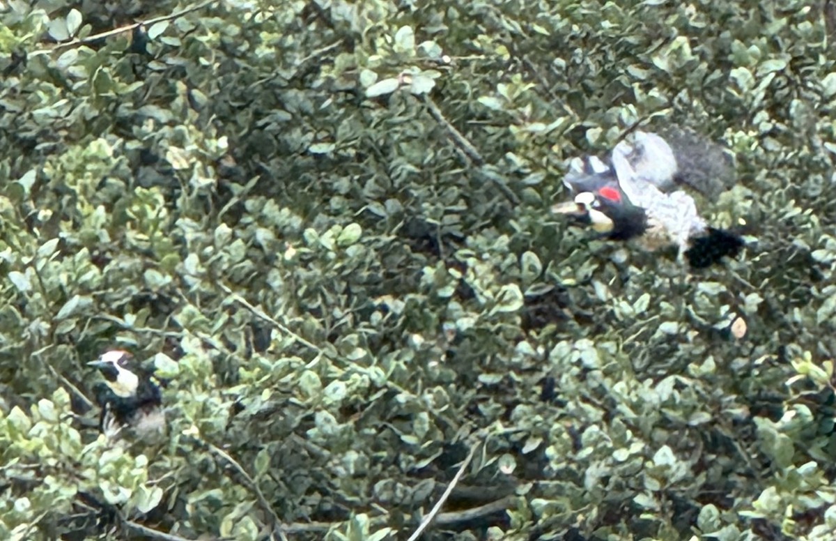 Acorn Woodpecker (Acorn) - ML642076052