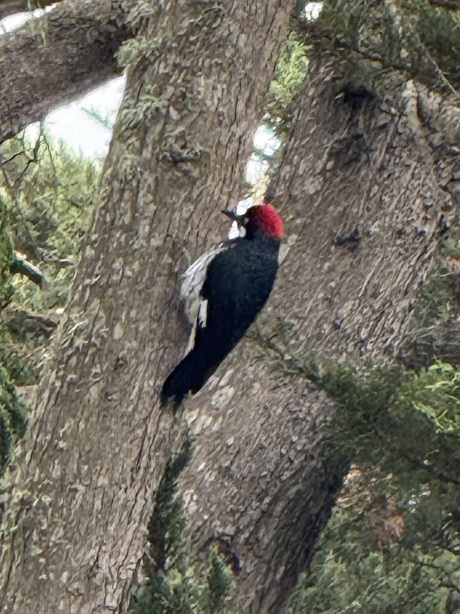 Acorn Woodpecker (Acorn) - ML642076054