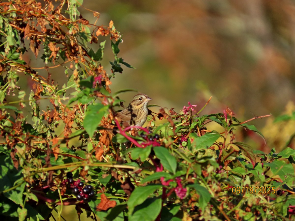 Lincoln's Sparrow - ML642076055