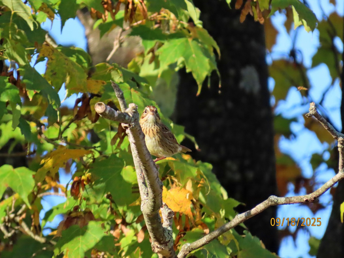 Lincoln's Sparrow - ML642076056