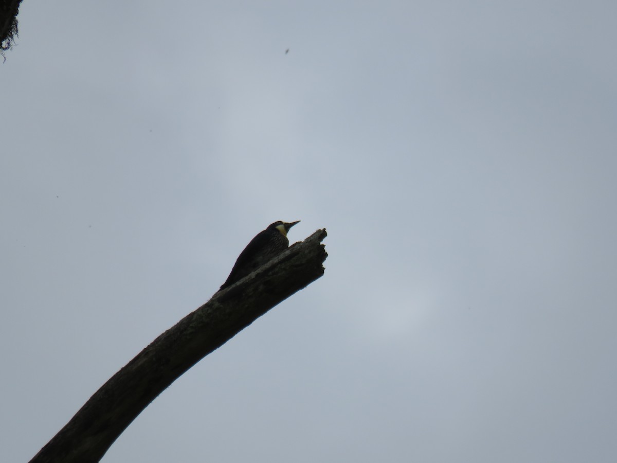 Acorn Woodpecker - ML642076062