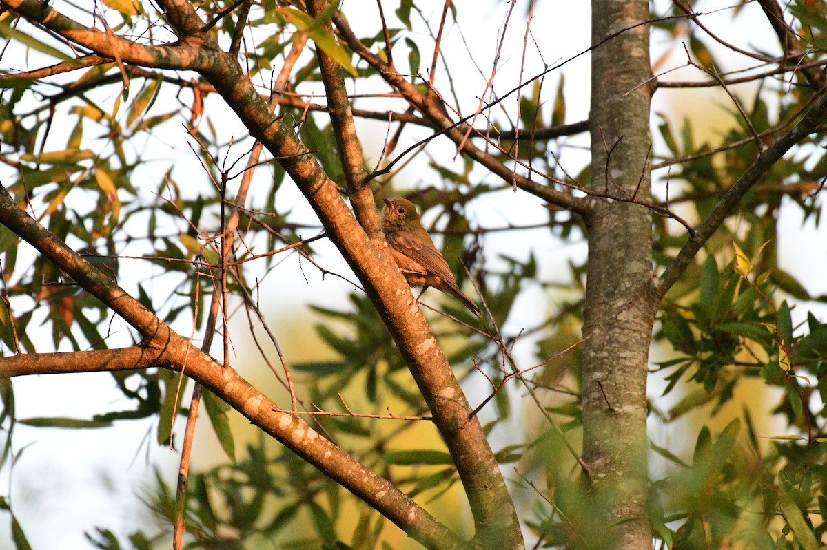 Painted Bunting - ML642076063