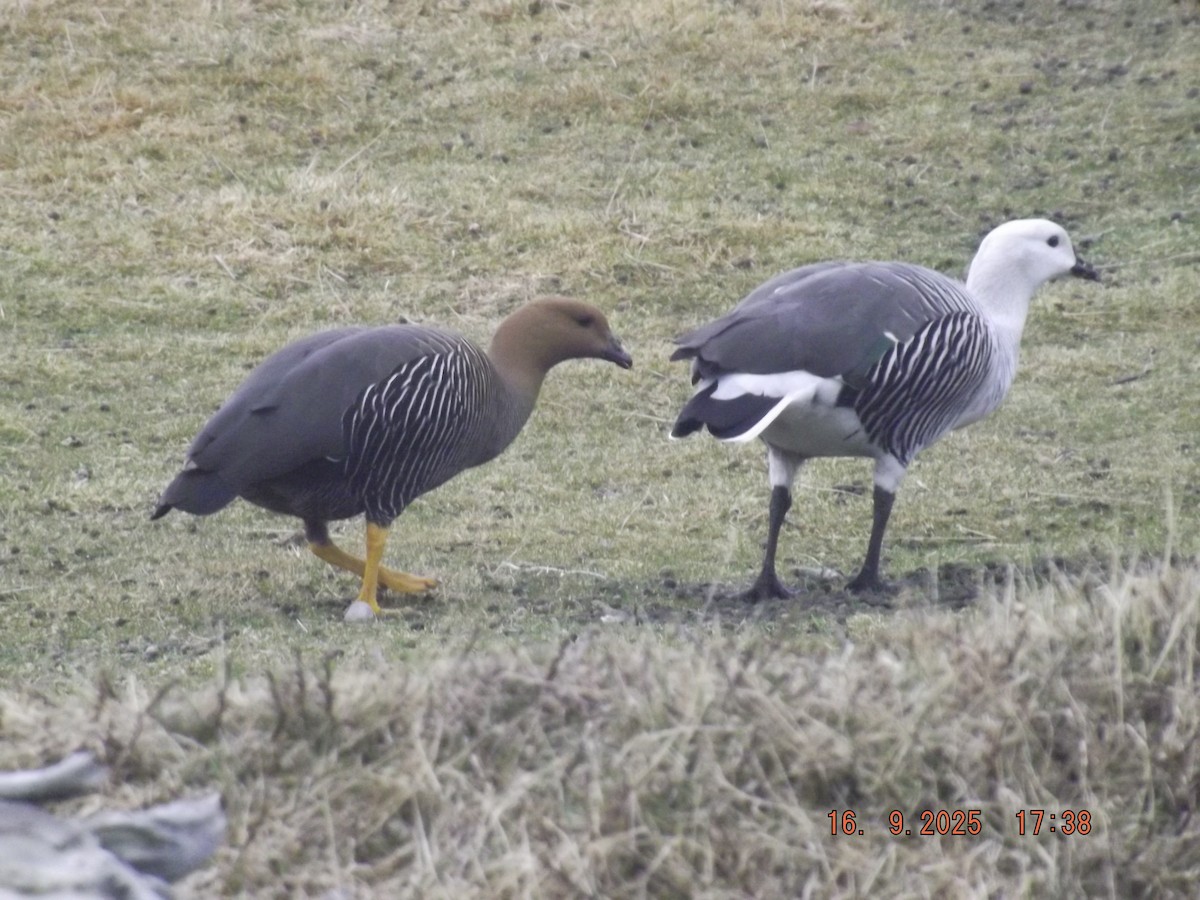 Upland Goose - ML642076064