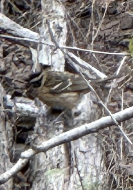Rose-breasted/Black-headed Grosbeak - ML642076070