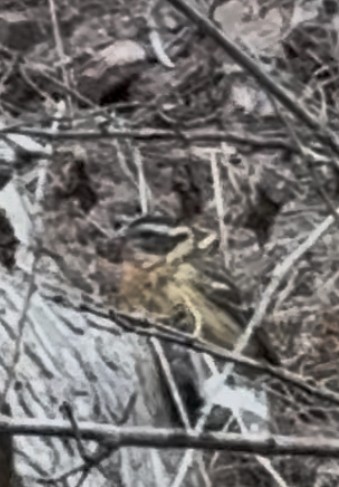 Rose-breasted/Black-headed Grosbeak - ML642076071