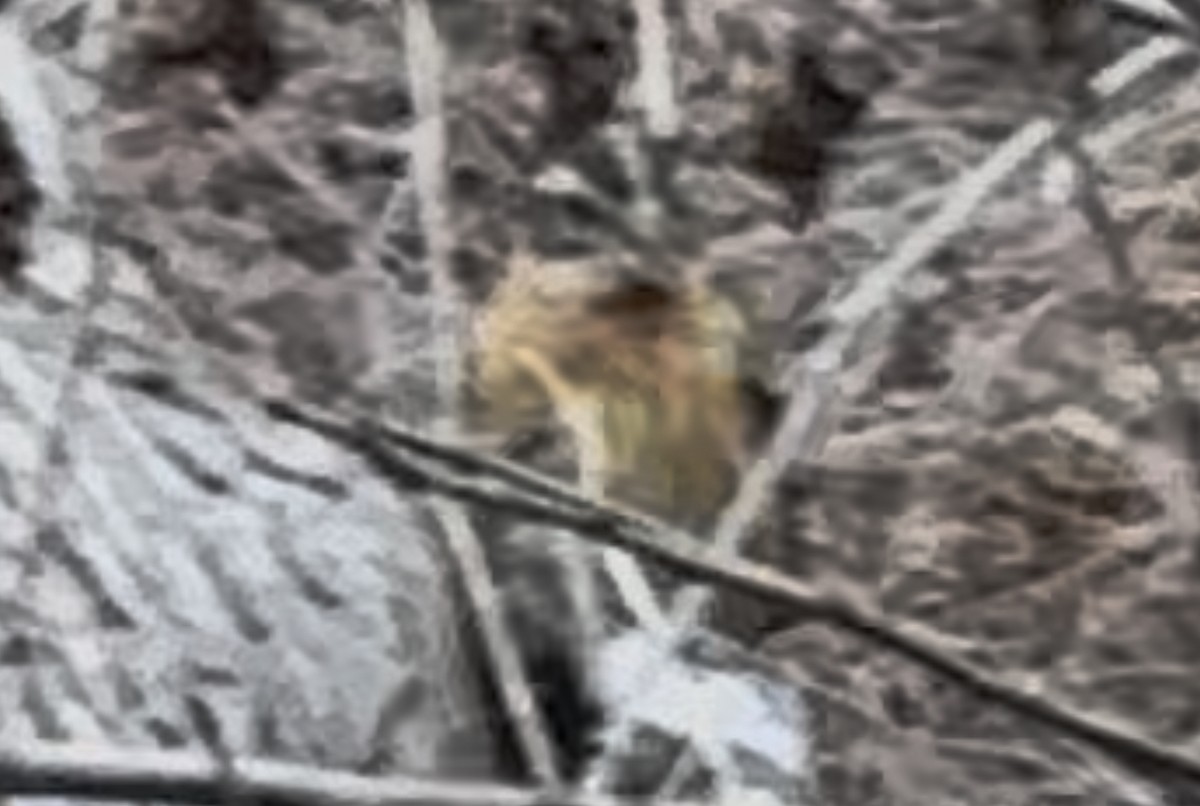 Rose-breasted/Black-headed Grosbeak - ML642076073
