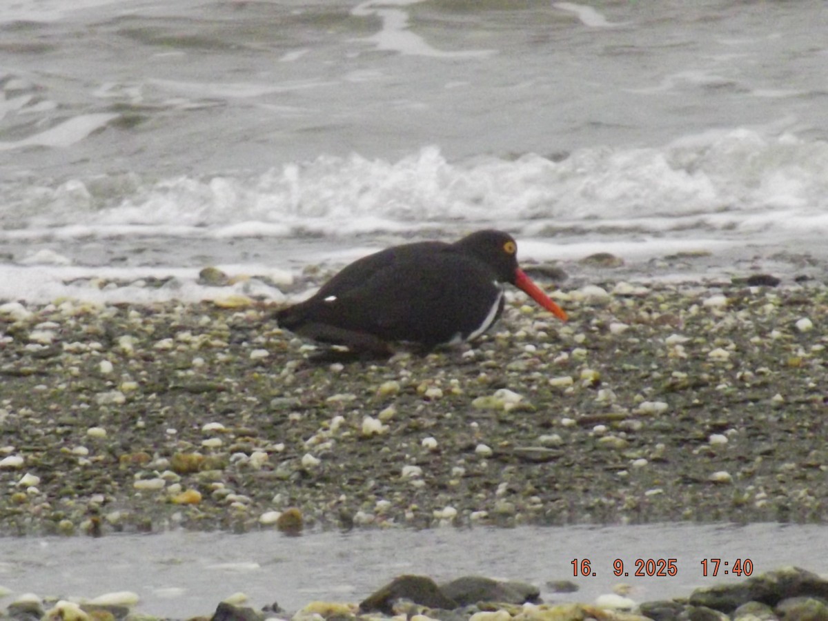 Magellanic Oystercatcher - ML642076075