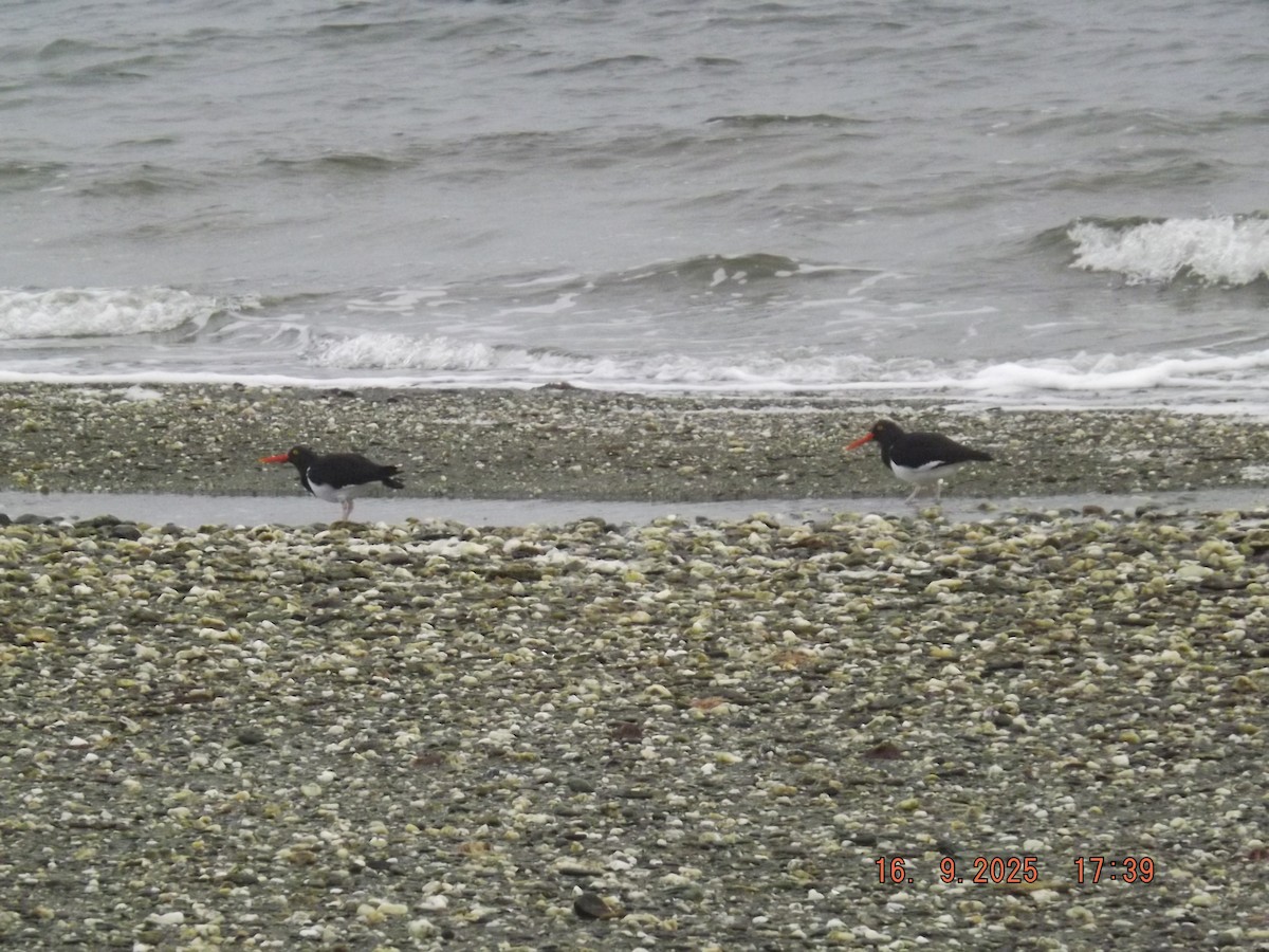 Magellanic Oystercatcher - ML642076076