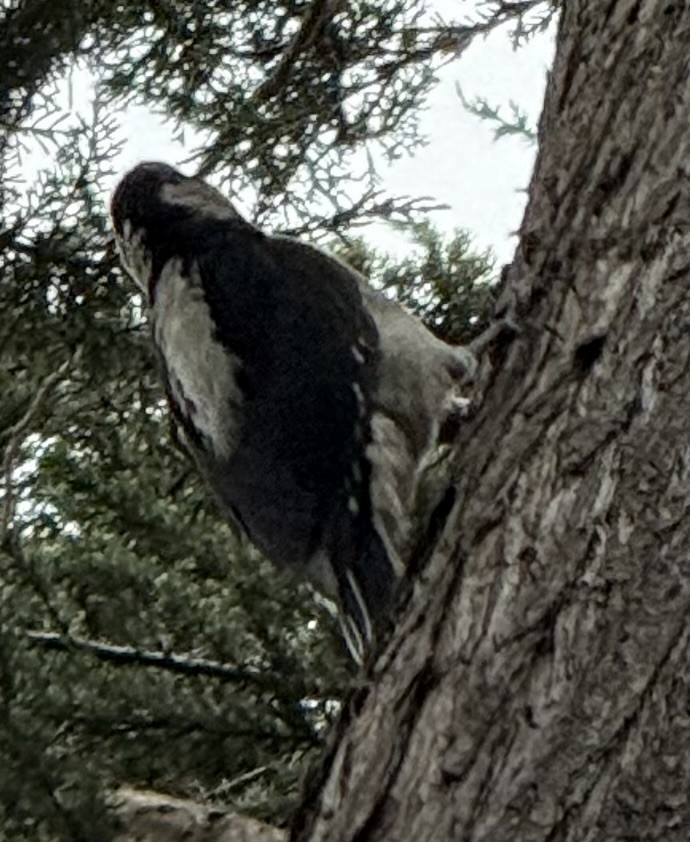 Hairy Woodpecker (Pacific) - ML642076078