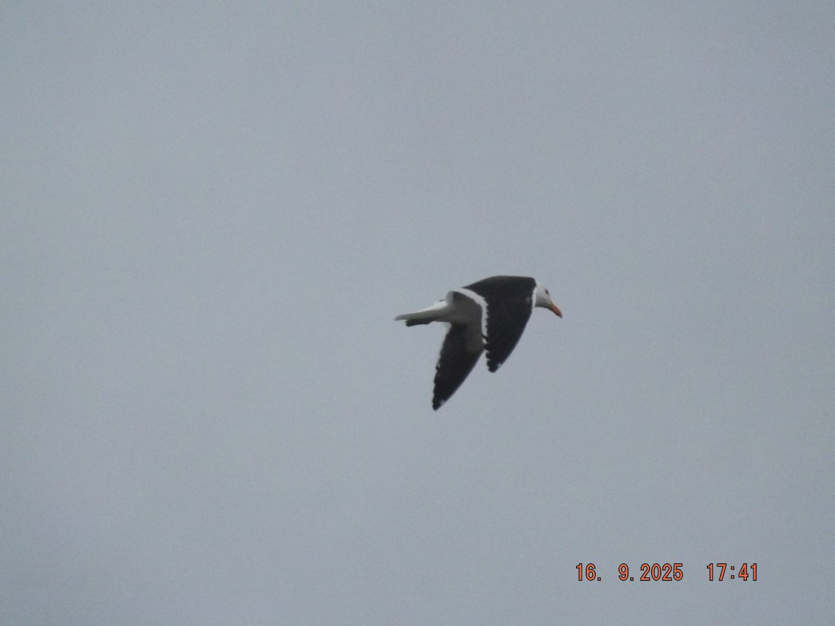 Dolphin Gull - ML642076082