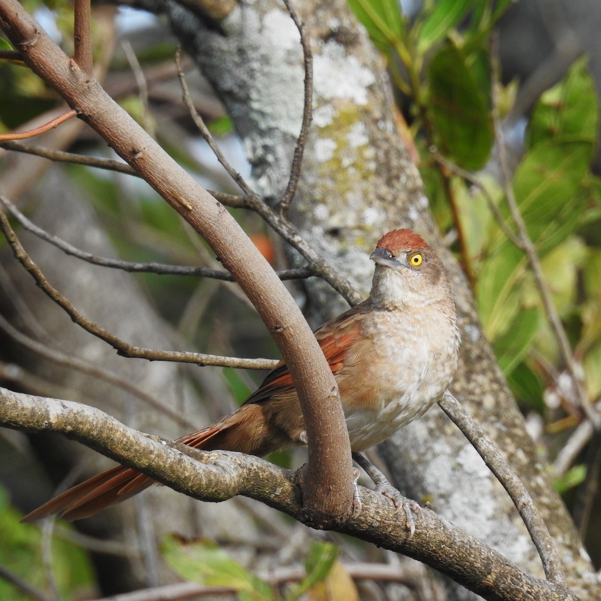 Greater Thornbird - ML642076089