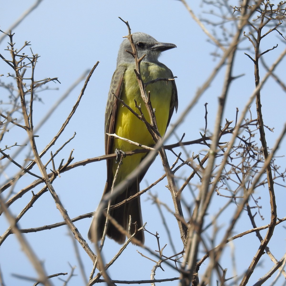 Tropical Kingbird - ML642076093