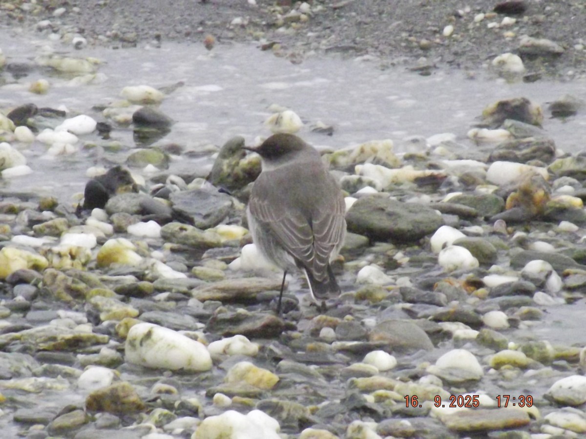 Dark-faced Ground-Tyrant - ML642076105