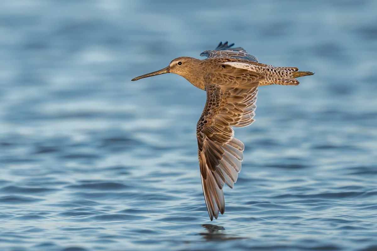 Short-billed Dowitcher - ML642076119