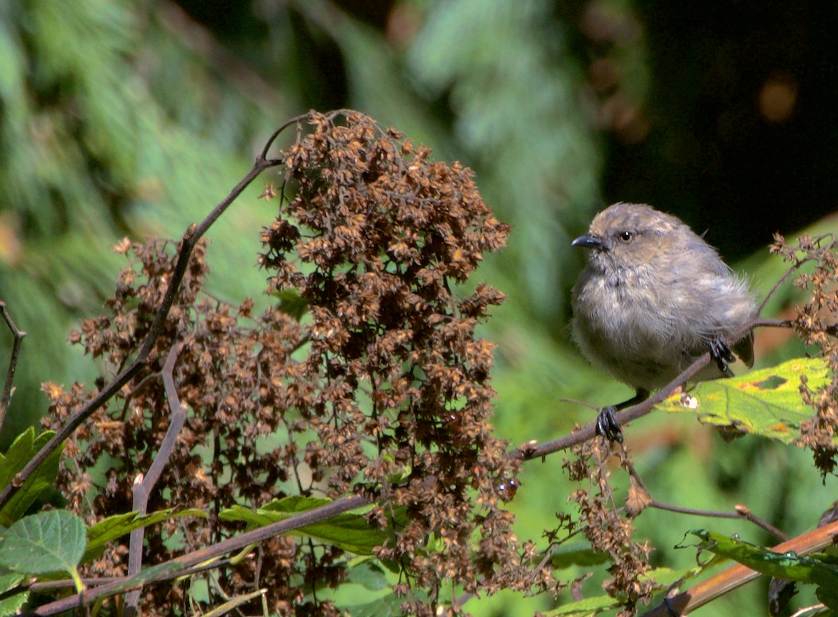 Bushtit - ML642076130