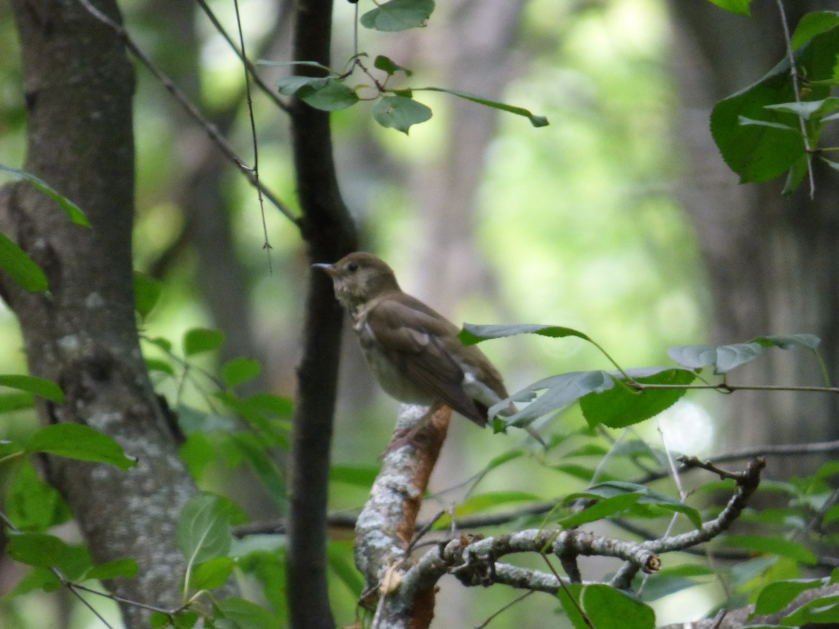 Gray-cheeked Thrush - ML642076134
