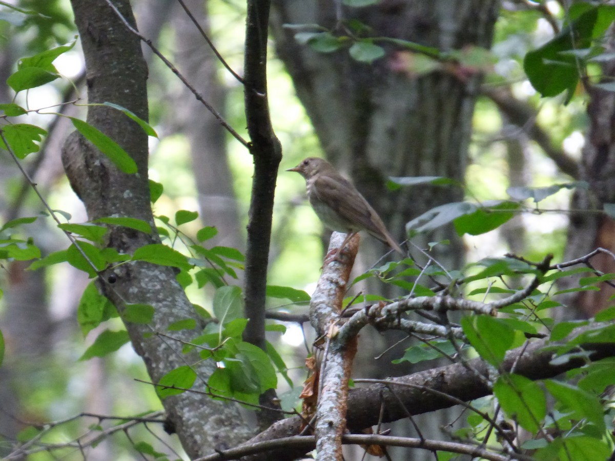 Gray-cheeked Thrush - ML642076135