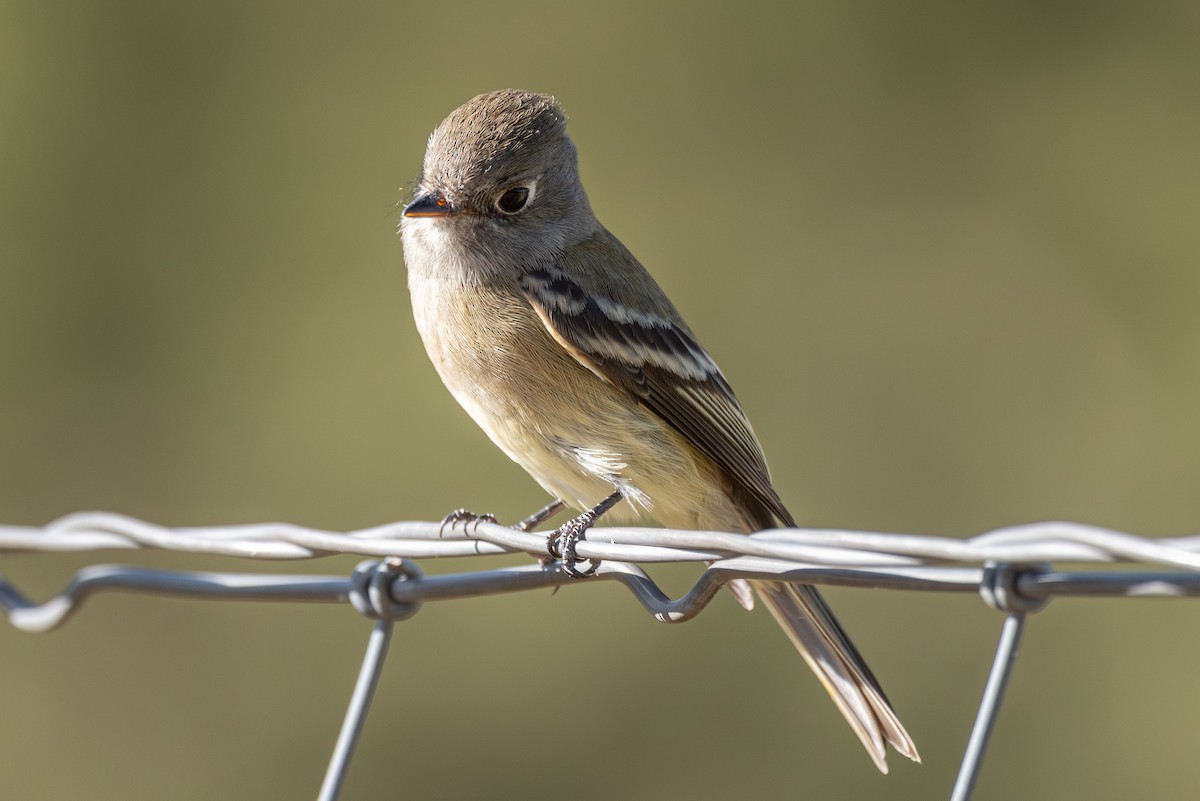Hammond's Flycatcher - ML642076138