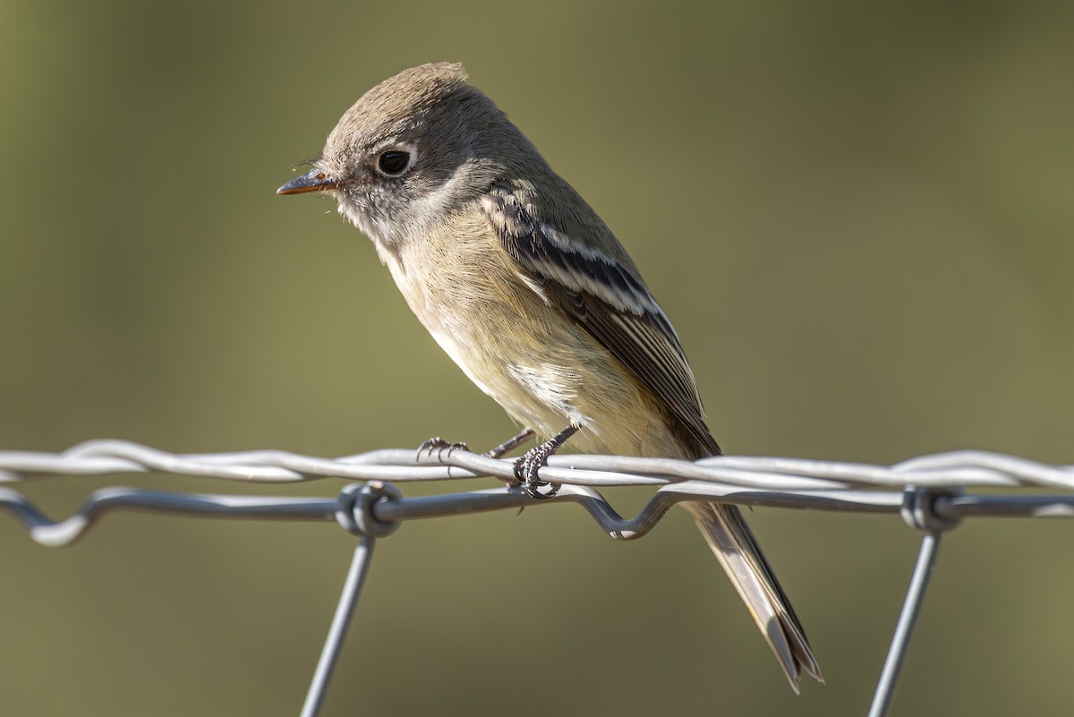 Hammond's Flycatcher - ML642076140