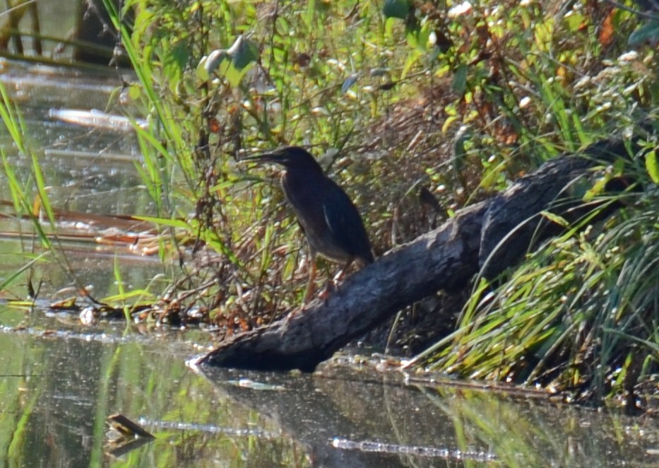 Green Heron - ML642076141
