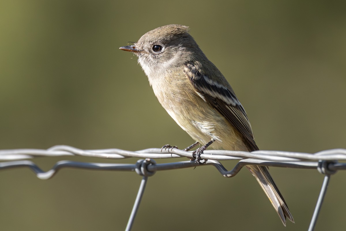 Hammond's Flycatcher - ML642076142
