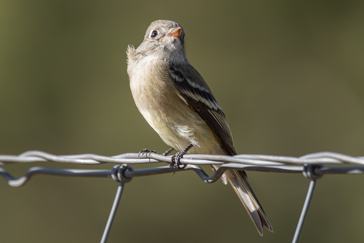 Hammond's Flycatcher - ML642076143