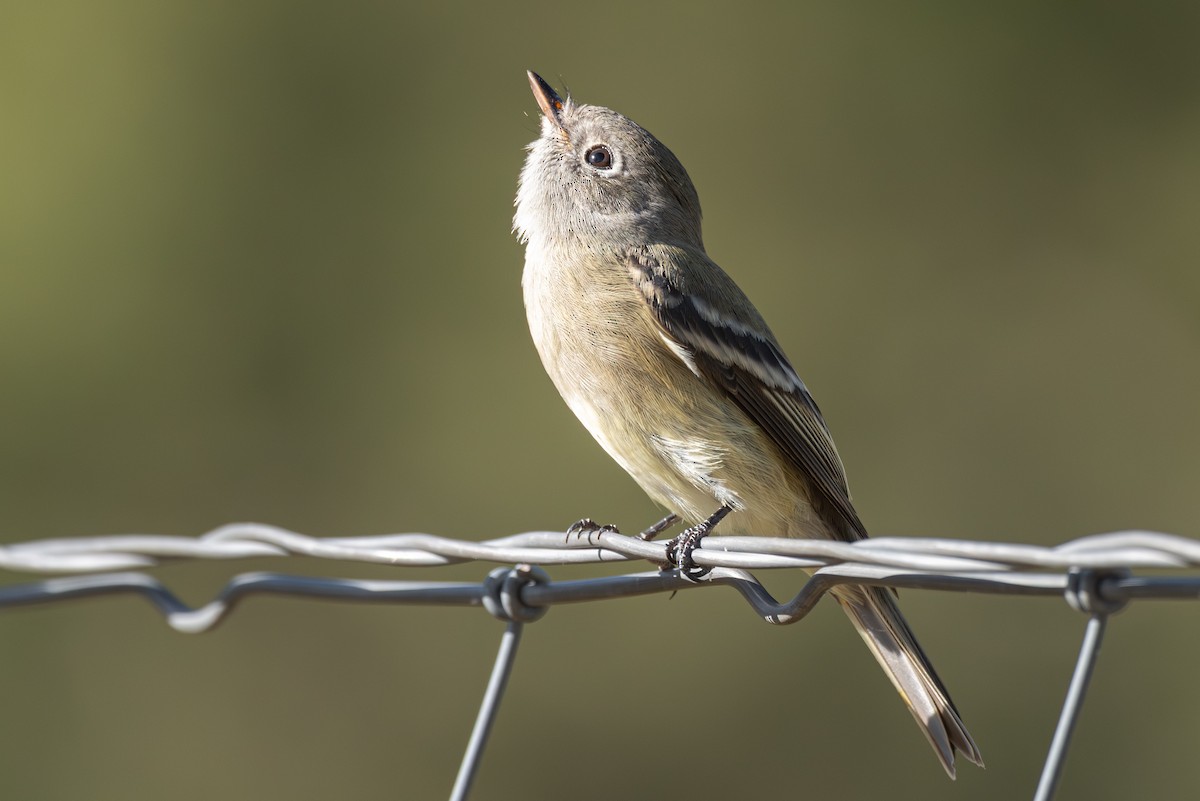 Hammond's Flycatcher - ML642076146