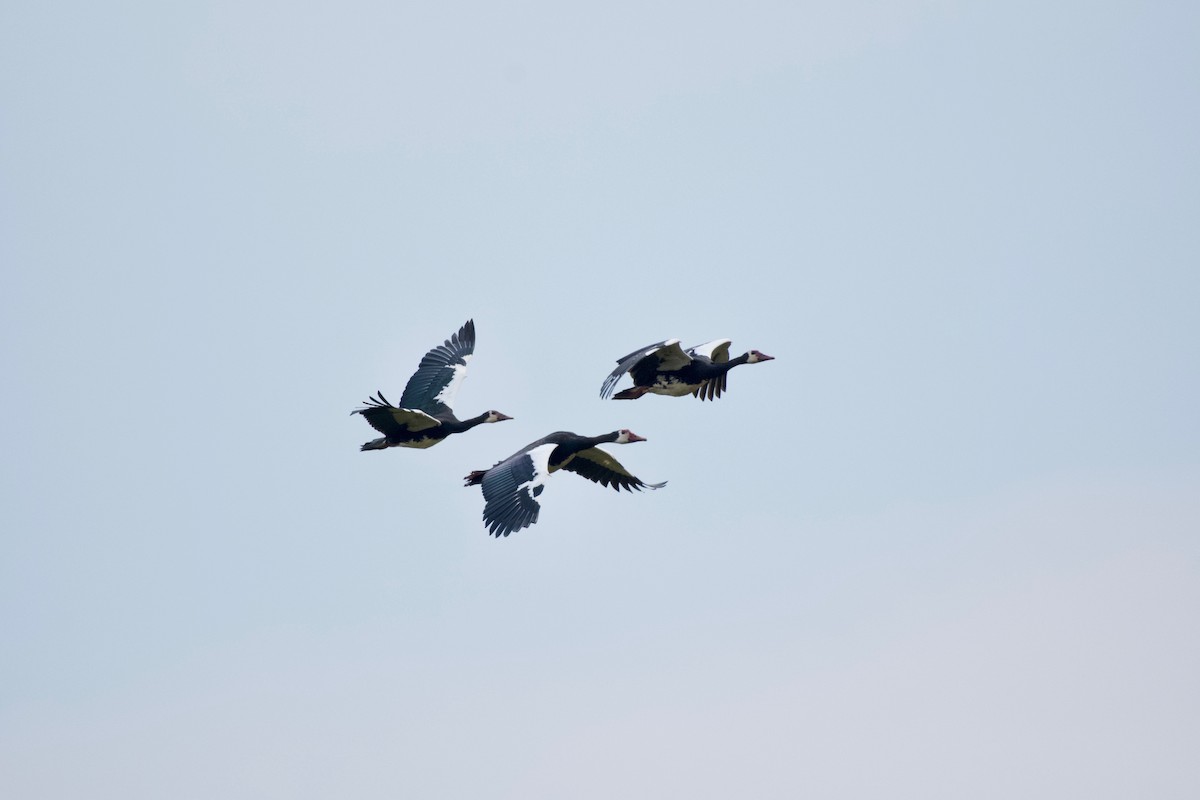 Spur-winged Goose - ML642076153