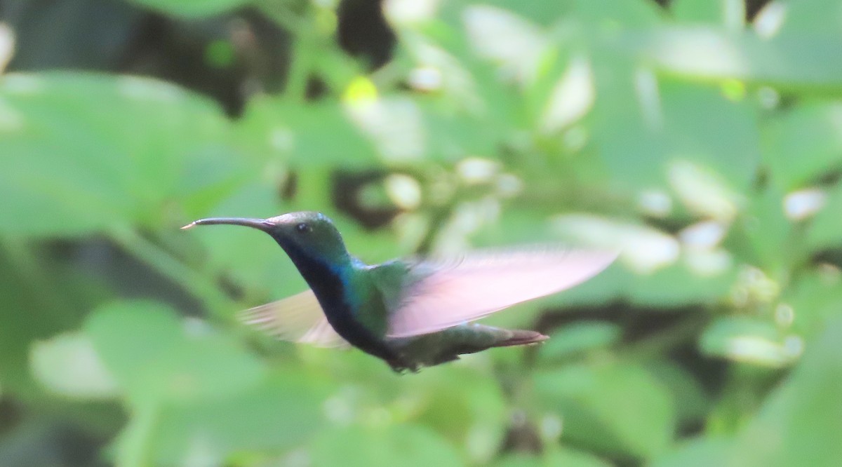 Mango à cravate noire (nigricollis) - ML642076154