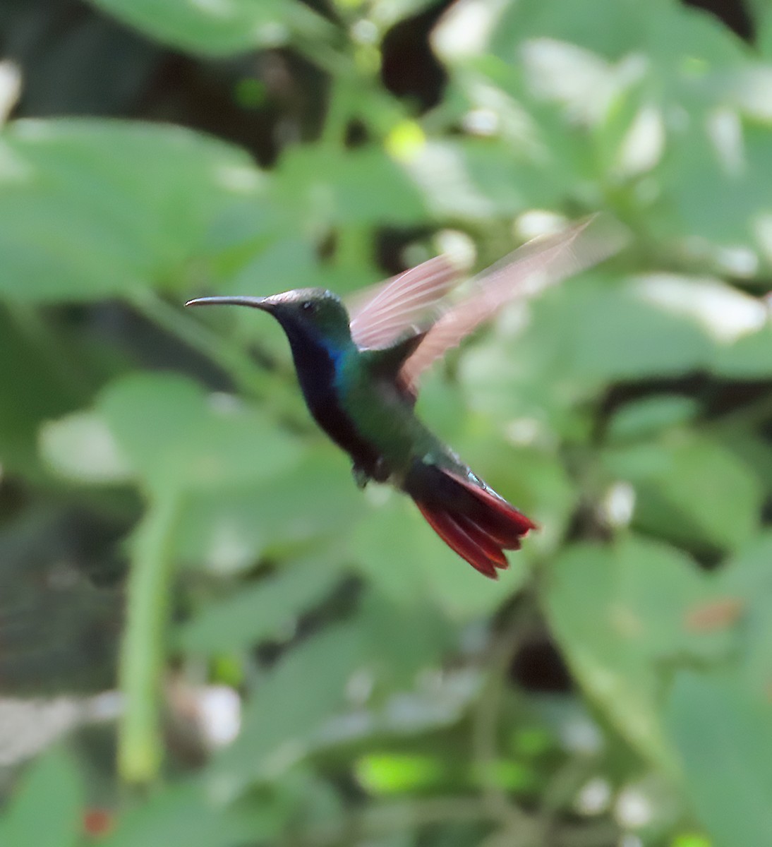 Mango à cravate noire (nigricollis) - ML642076155