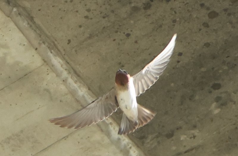 Cliff Swallow - ML642076156