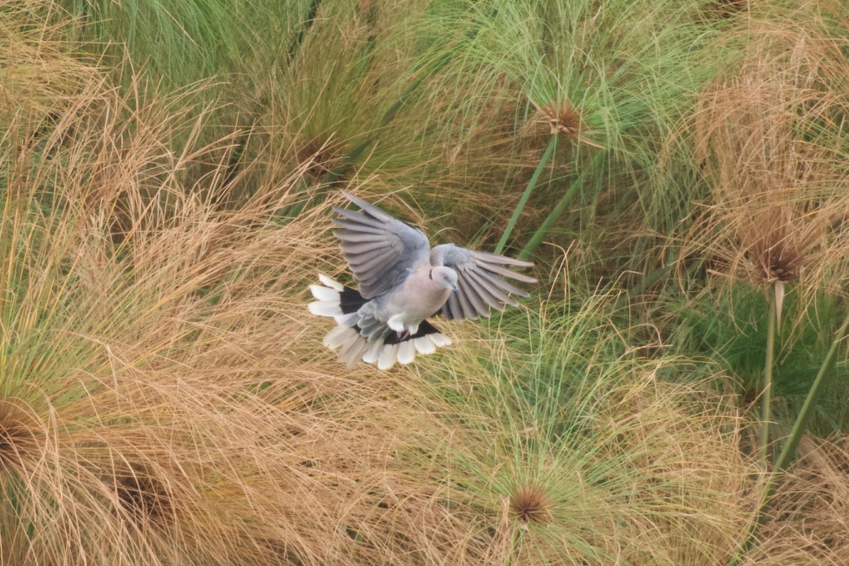 Mourning Collared-Dove - ML642076159