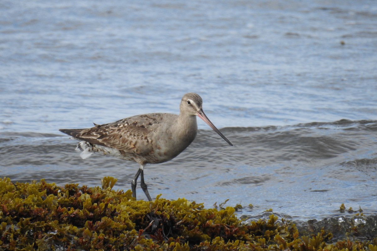 Hudsonian Godwit - ML642076160